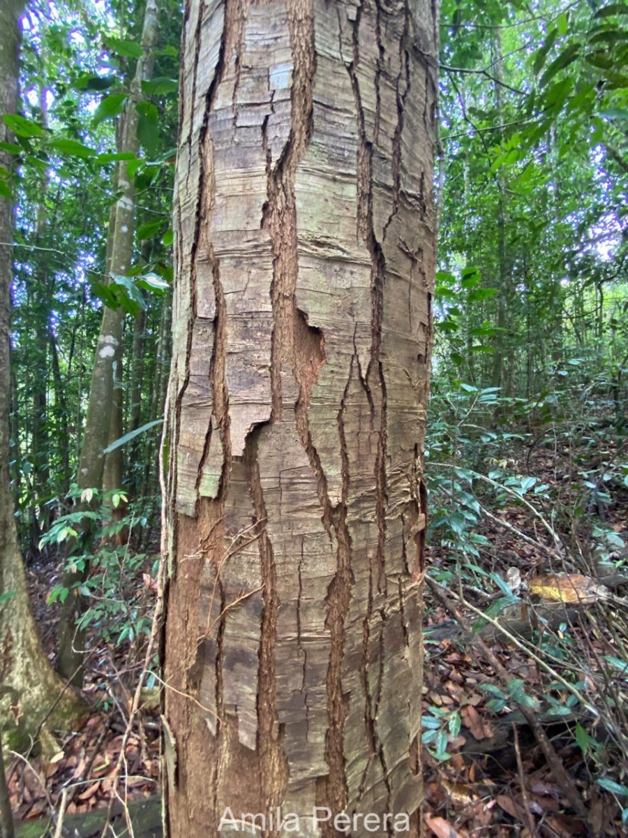 Anthoshorea stipularis (Thwaites) P.S.Ashton & J.Heck.